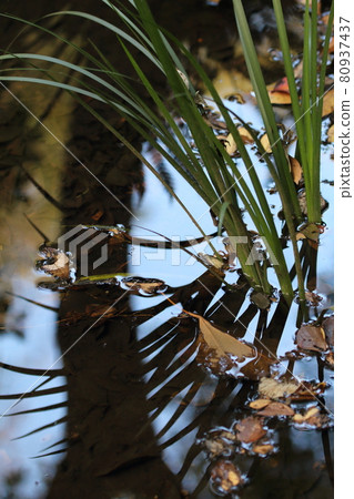 反映在景觀和水面的植物 反映在景觀和水面的植物 80937437