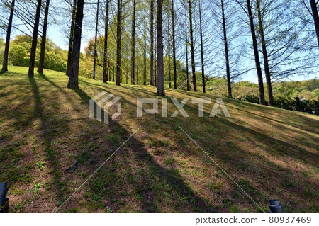 陽光飯能市曙光兒童森林公園,春光落在水杉林中投下陰影 陽光飯能市曙光兒童森林公園,春光落在水杉林中投下陰影 80937469
