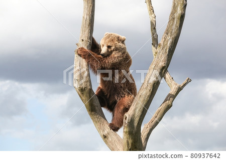 Young brown bear in a tree Young brown bear in a tree 80937642