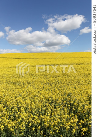 Yellow rapeseed field in Denmark 80937643