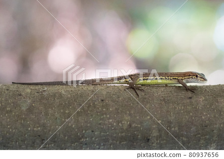 Lizard on the tree Lizard on the tree 80937656