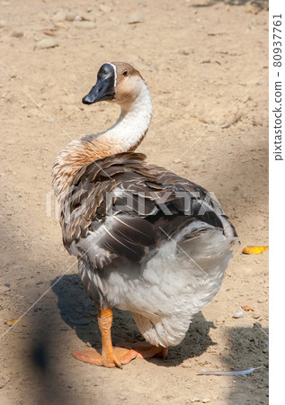 Goose looking back proudly on the farm 80937761