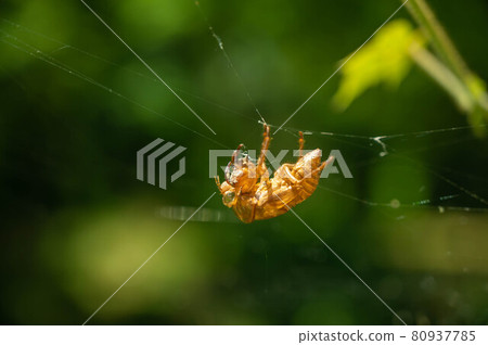 Cicada shells on a spider web Cicada shells on a spider web 80937785