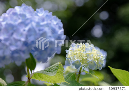 Hydrangea flower, Narita city, Chiba prefecture, Japan 80937871