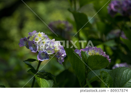 Hydrangea flower, Narita city, Chiba prefecture, Japan Hydrangea flower, Narita city, Chiba prefecture, Japan 80937874