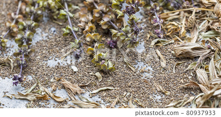 Sun dried Culantro or Sawtooth coriander scientific name is Eryngium foetidum 80937933