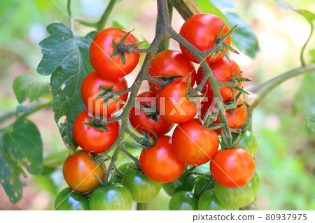 Mini carol tomato Mini carol tomato 80937975