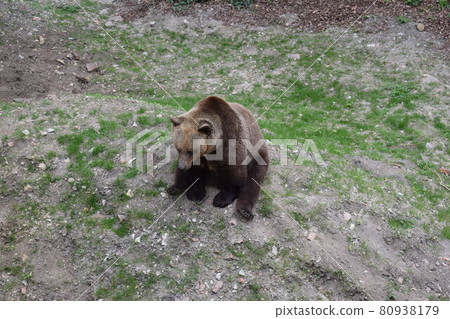 Sitting bear Sitting bear 80938179