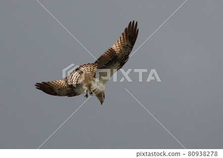 Osprey Osprey 80938278