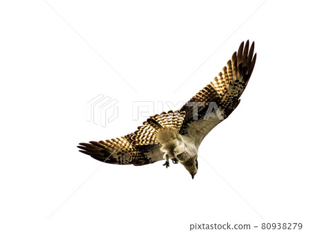Osprey Osprey 80938279