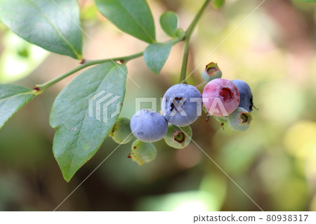 blueberry blueberry 80938317