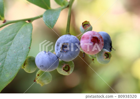 blueberry 80938320