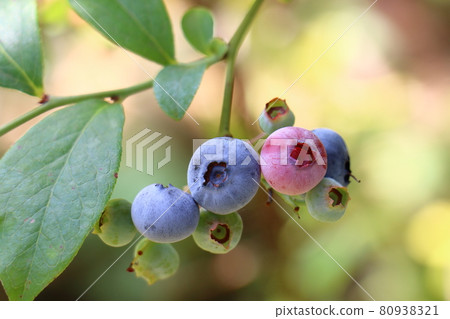blueberry 80938321