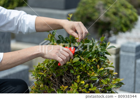 當我參觀墳墓時，我正在照顧植物 80938344