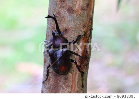 Beetle Male Insect King Beetle Helmet Pet 80938393