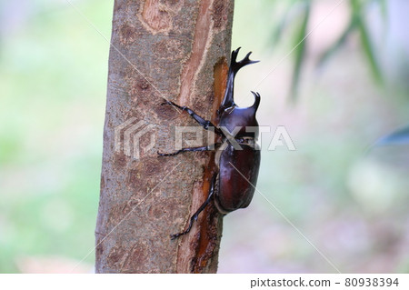 Beetle Male Insect King Beetle Helmet Pet Beetle Male Insect King Beetle Helmet Pet 80938394