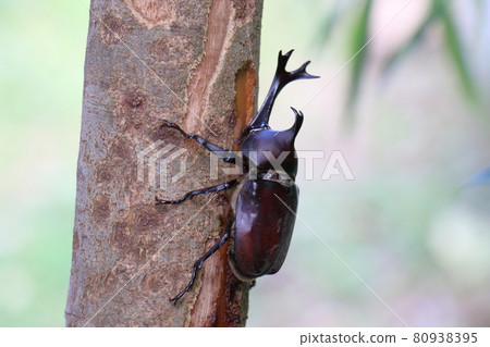 Beetle Male Insect King Beetle Helmet Pet Beetle Male Insect King Beetle Helmet Pet 80938395