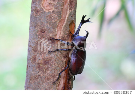 Beetle Male Insect King Beetle Helmet Pet 80938397