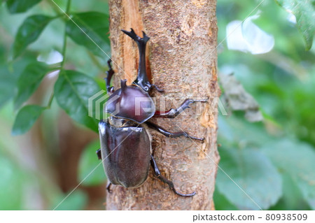 Beetle Male Insect King Beetle Helmet Pet 80938509