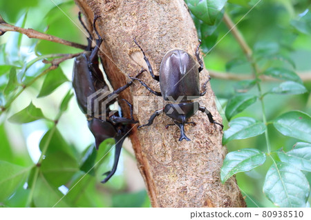 Beetle fighting male insect king beetle helmet pet Beetle fighting male insect king beetle helmet pet 80938510