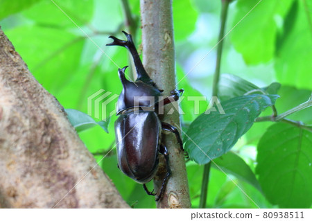 Beetle Male Insect King Beetle Helmet Pet Beetle Male Insect King Beetle Helmet Pet 80938511
