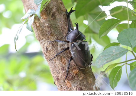 Beetle Male Insect King Beetle Helmet Pet Beetle Male Insect King Beetle Helmet Pet 80938516