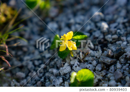 Viola crassa (Viola crassa) Viola crassa (Viola crassa) 80939403