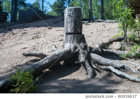 A massive tree stump with large, long roots. A massive tree stump with large, long roots. 80939637