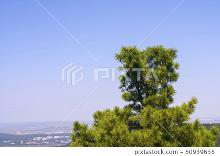The top of a cedar tree with lush needles and cones against the blue sky. The top of a cedar tree with lush needles and cones against the blue sky. 80939638