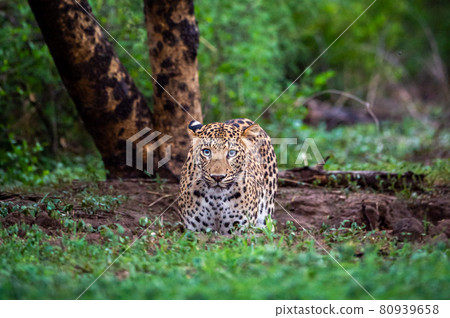 wild leopard or panther standing in natural monsoon green background in wildlife safari at forest of central india - panthera pardus fusca wild leopard or panther standing in natural monsoon green background in wildlife safari at forest of central india - panthera pardus fusca 80939658
