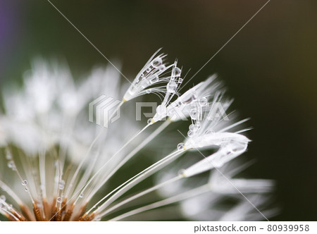 絨毛和水滴 80939958