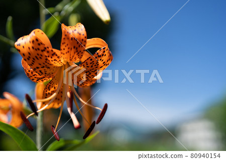 Summer sky and demon lily flowers Summer sky and demon lily flowers 80940154