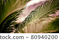 植物_棕櫚_背景_景點_發展_環境_區域_室內植物_綠化 80940200