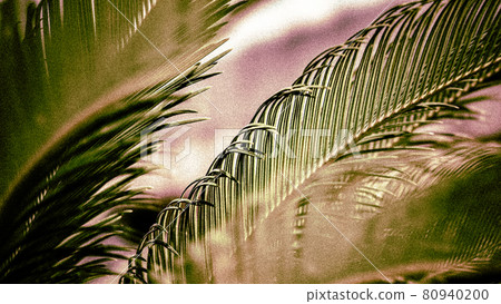 植物_棕櫚_背景_景點_發展_環境_區域_室內植物_綠化 80940200
