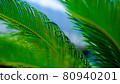 植物_棕櫚_背景_景點_發展_環境_區域_室內植物_綠化 80940201
