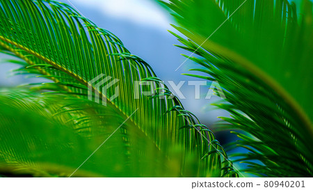 植物_棕櫚_背景_景點_發展_環境_區域_室內植物_綠化 80940201