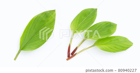 Finger root leaves on white background. 80940227