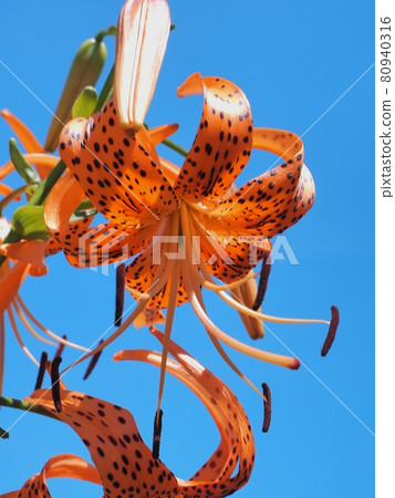 Flower of Onigari Flower of Onigari 80940316