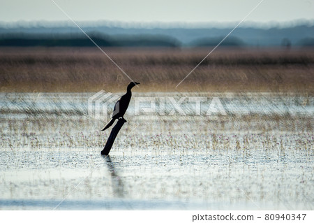 Birds live and swim in freshwater lakes, local birds in the world wetlands (Ramsa site). Birds live and swim in freshwater lakes, local birds in the world wetlands (Ramsa site). 80940347