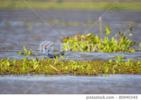 Birds live and swim in freshwater lakes, local birds in the world wetlands (Ramsa site). Birds live and swim in freshwater lakes, local birds in the world wetlands (Ramsa site). 80940348