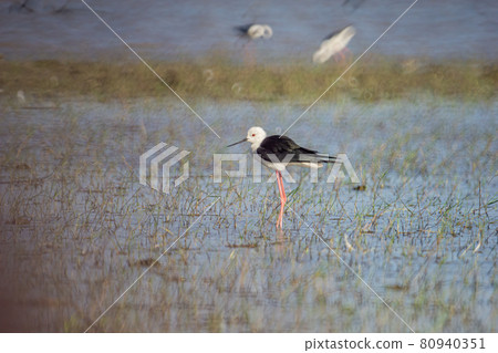 Birds live and swim in freshwater lakes, local birds in the world wetlands (Ramsa site). 80940351