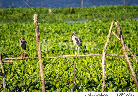 Birds live  in freshwater lakes, local birds in the world wetlands (Ramsa site). 80940353