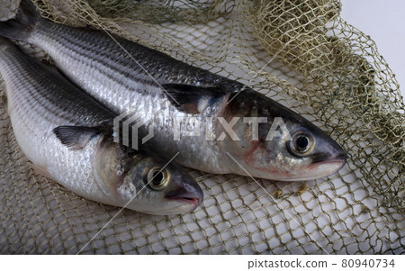 Mullet on net 80940734