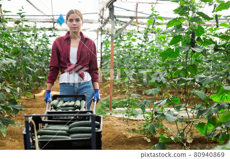 Woman with boxes of cucumbers 80940869
