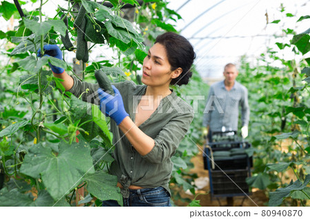 Collective picking of cucumbers 80940870