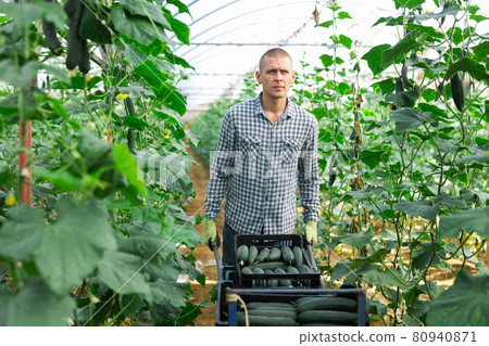 Man carries on wheelbarrow plastic boxes with harvest of cucumbers 80940871
