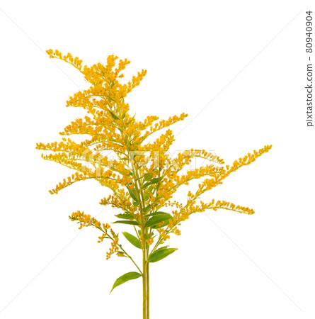 Golden Solidago virgaurea flowers isolated on white background. Ragweed bushes or Ambrosia artemisiifolia. Medicinal herbal plant. Golden Solidago virgaurea flowers isolated on white background. Ragweed bushes or Ambrosia artemisiifolia. Medicinal herbal plant. 80940904