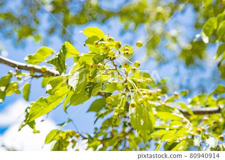 Still blue Konashi fruit 80940914