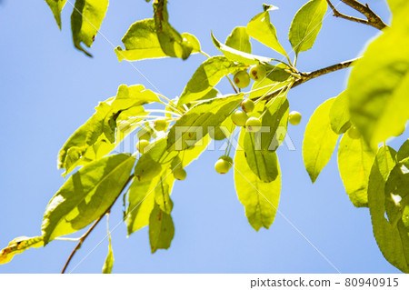 Still blue Konashi fruit 80940915