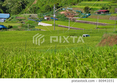 Rice terraces in Tomioka, Yamanashi Prefecture 80941031